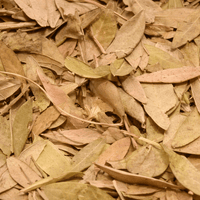 Feuilles de Pistacia lentiscus (El Darw الضرو) – Infusion & Bien-être Naturel - nilabeautys.com