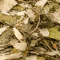 Feuilles de Tilleul Séchées – Al Zifroune | 50g / 100g / 200g - nilabeautys.com