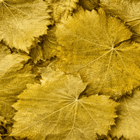 Feuilles de Vigne Séchées – Al Enab | 50g / 100g / 200g - nilabeautys.com