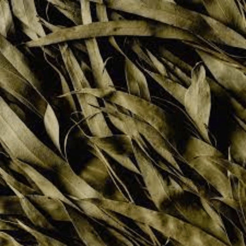 Feuilles d'Eucalyptus 50g, 100g et 200g