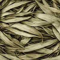 Feuilles d’Eucalyptus Séchées – 50g / 100g / 200g – Infusion & Inhalation - nilabeautys.com
