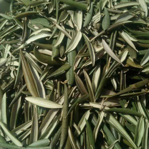 Feuilles d’Olivier | Zaaytoune | 50g | 100g | 200g