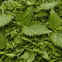 Feuilles d’Ortie Piquante Bio – Urtica Dioica – 50g / 100g / 200g - nilabeautys.com