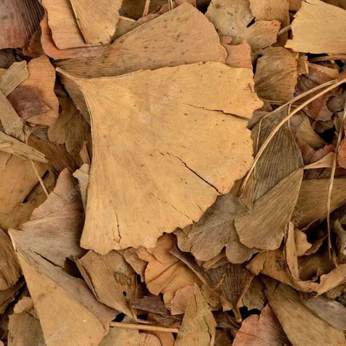 100 % natürliche getrocknete Ginkgo-Biloba-Blätter | Erhältlich in 50g, 100g und 200g