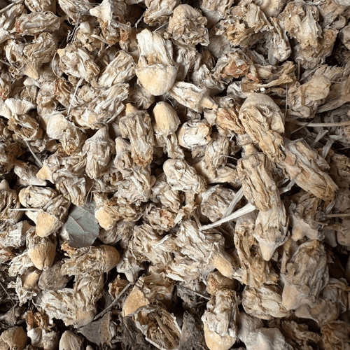 Fleur de Figuier de Barbarie Séchée 50g / 100g / 200g – Produit Naturel Maroc - nilabeautys.com