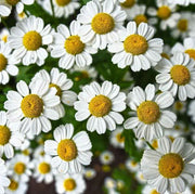 Fleurs de Camomille Séchées – Détente et Bienfaits