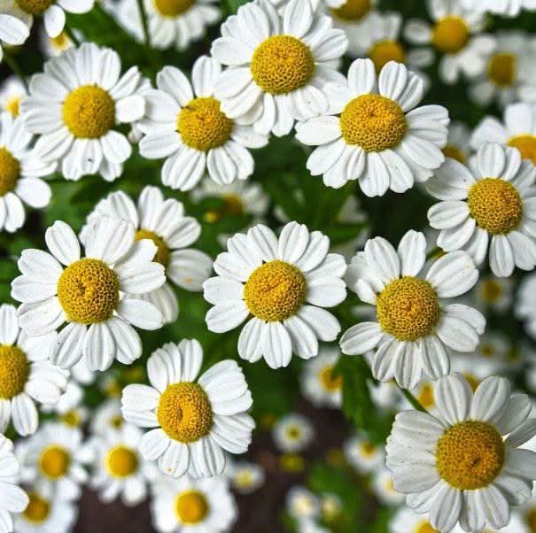 Fleurs de Camomille Séchées – Détente et Bienfaits