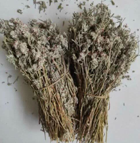 Germandrée tomenteuse | Teucrium Polium |Al Khiata عشبة الخياطة | Jaada 250g | 500g