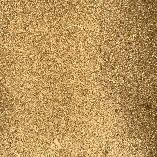 Graines de Céleri – Épice Naturelle Aromatique - nilabeautys.com