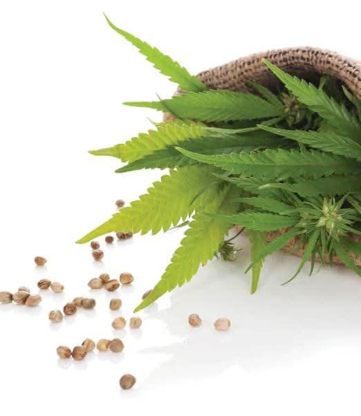 hemp seeds to plant 100% Natural Hemp Seeds | Available in 50g
