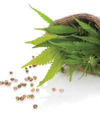 Graines de Chanvre 100% Naturelles | Disponible en 50g | 100g et 200g - nilabeautys.com