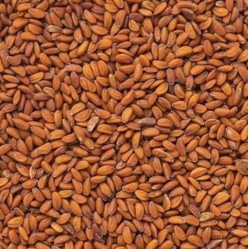 Graines de Cresson Alénois - Formats 50g, 100g, 200g