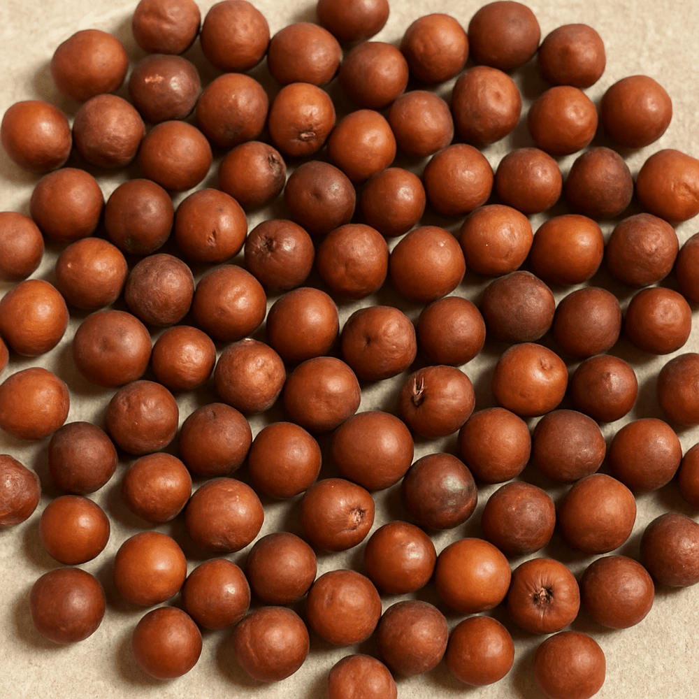 Graines de Jujubier BIO (Sidr Ziziphus) – 1kg - nilabeautys.com