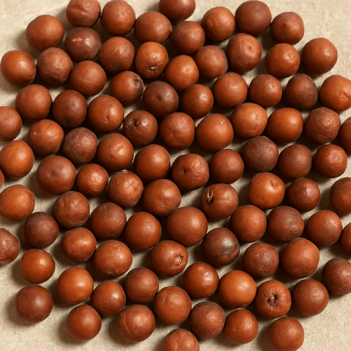 Graines de Jujubier BIO (Sidr Ziziphus) – 1kg
