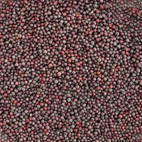 Graines de Moutarde 50g | 100g | 200g - nilabeautys.com