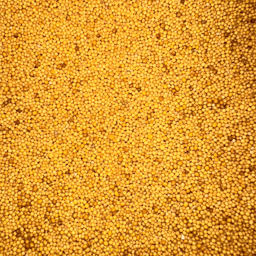 Graines de Moutarde Jaune – Douces & Aromatiques - nilabeautys.com