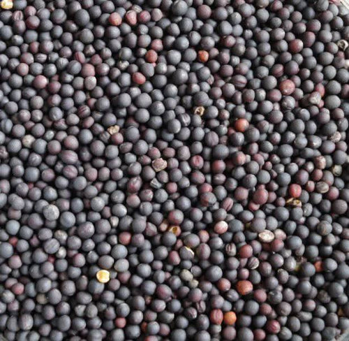 Rübensamen 50g | 100g | 200g | Ihr natürlicher Verbündeter für die Gesundheit von Harn, Verdauung und Haut.