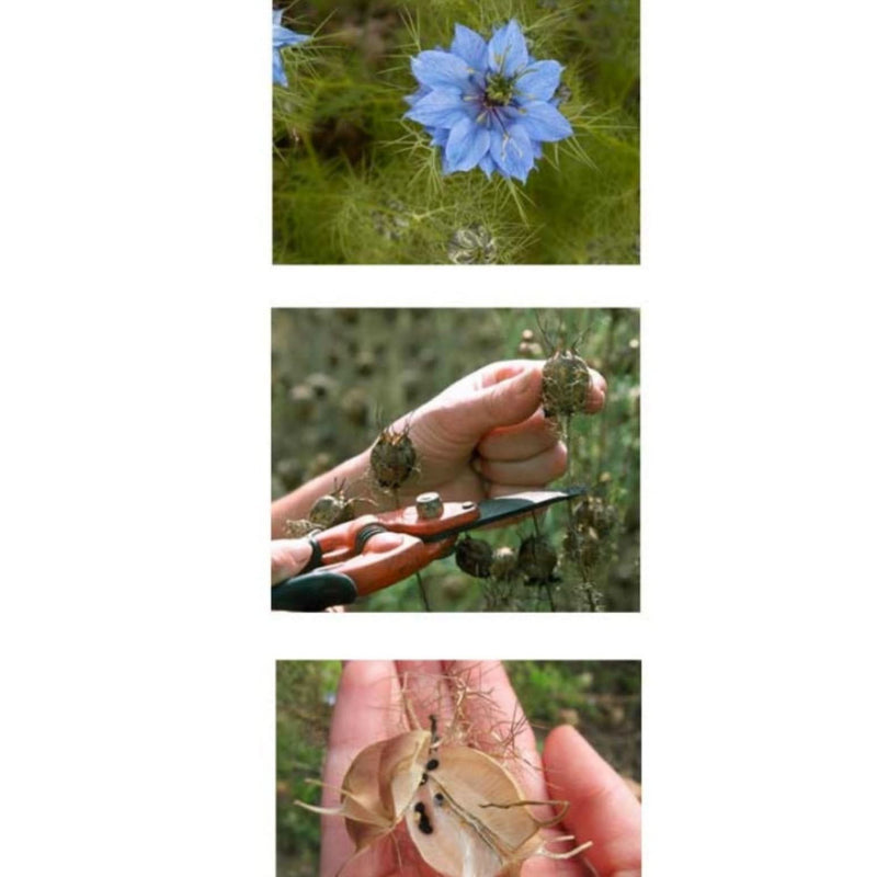 Graines de Nigelle - Superaliment pour votre Bien-être