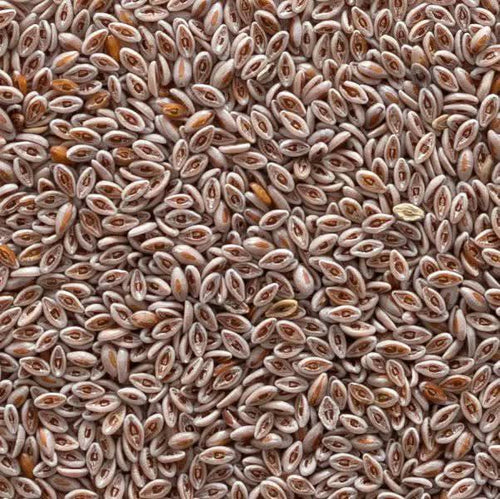 Flohsamen | Qatona-Samen 50g | 100g | 200g | Die natürliche Lösung für eine gesunde Verdauung.