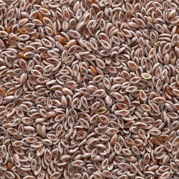 Graines de Psyllium - Graines de Qatona - Badrat katouna