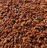 Graines de Roquette | Al Jarjir 50g | 100g | 200g | La puissance naturelle des antioxydants
