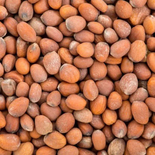 Rettichsamen 50g | 100g | 200g | Natürliche Reinheit für Ihr Wohlbefinden