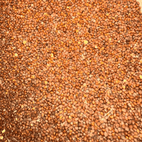 Graines de Radis – Naturelles pour Culture & Microgreens - nilabeautys.com