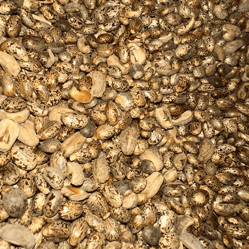 Graines de Ricin – Usage Externe Uniquement - nilabeautys.com