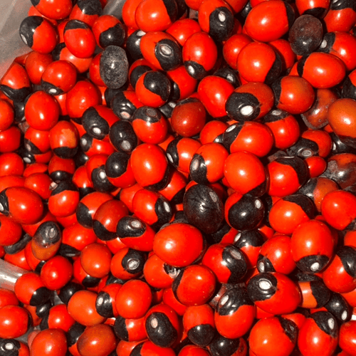 Habat El Achek – Graine Traditionnelle Symbolique - nilabeautys.com