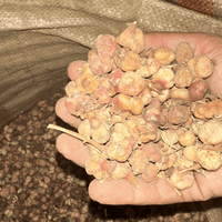 Herbe Al Aik Originale 50g / 100g / 200g – Soin Capillaire Naturel Cheveux Gris - nilabeautys.com