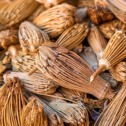 Ammi visnaga du Maroc El Khella
