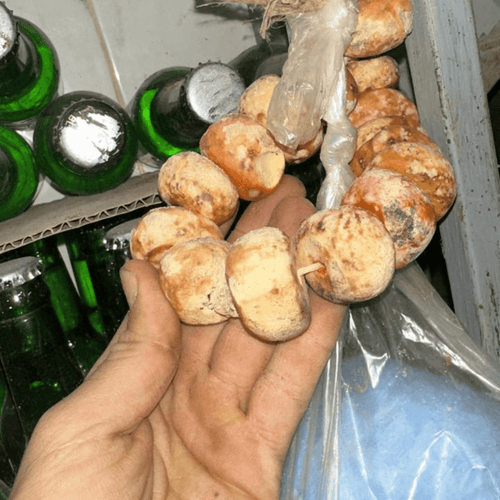 Louban El Takch الطقش المغربي 50g / 100g / 200g – Encens Traditionnel Marocain - nilabeautys.com