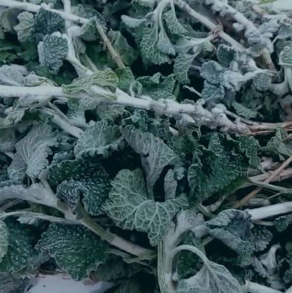 Marrube Blanc | Al Maryout 250g | 500g Bienfaits Utilisations