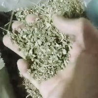 Menthe Sauvage - Tisane Calament Digestive et Rafraîchissante
