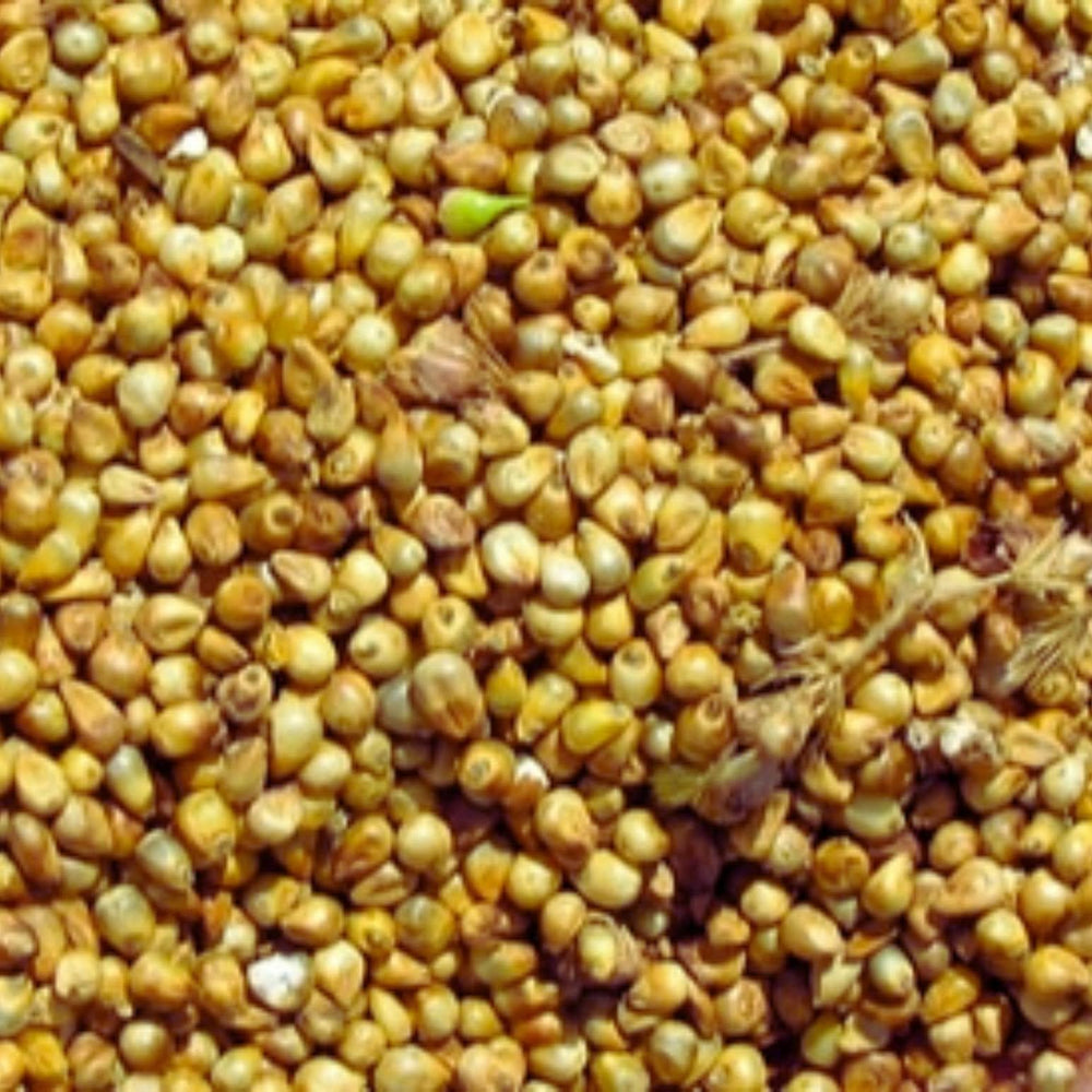 Millet Chandelle Entier – Céréale Nutritive et Sans Gluten - nilabeautys.com