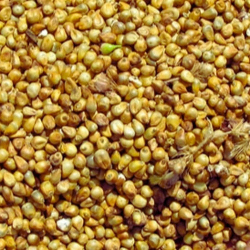 Millet Chandelle Entier – Céréale Nutritive et Sans Gluten