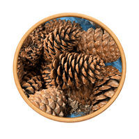 Pommes de Pin Naturelles Séchées du Maroc - nilabeautys.com