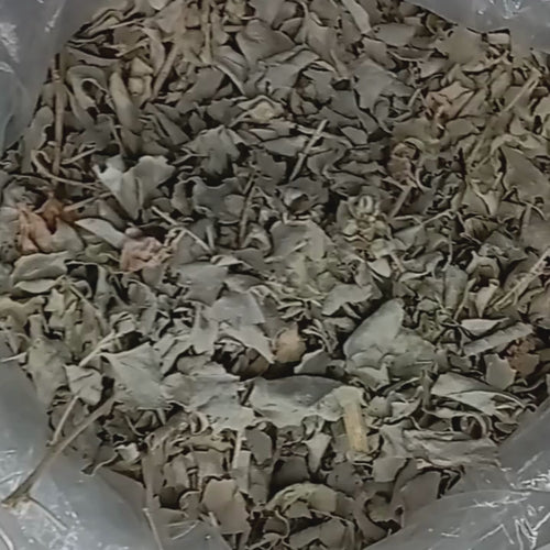 Atriplex Halimus 50g 100g 200g - Santé Féminine Naturelle