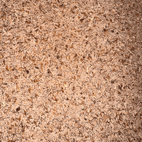 Psyllium Beldi (Badrat Qatouna) – Fibres Naturelles - nilabeautys.com