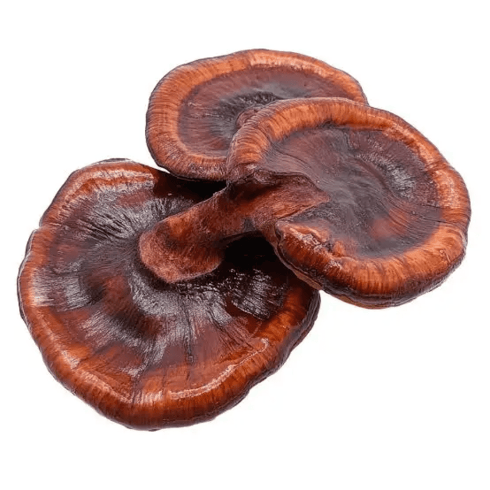 Reishi (Ganoderma lucidum) – Champignon Médicinal Pur - nilabeautys.com