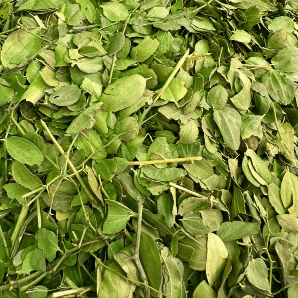 Sidr Feuille de Jujubier Sadra 50g / 100g / 200g – Soin Cheveux Naturel - nilabeautys.com