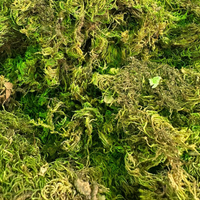 Sonbol Nardin Valériane 50g / 100g / 200g – Plante Naturelle Relaxante - nilabeautys.com