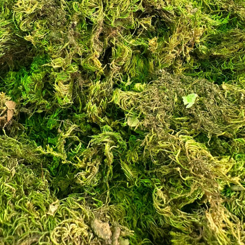 Sonbol Nardin Valériane 50g / 100g / 200g – Plante Naturelle Relaxante - nilabeautys.com