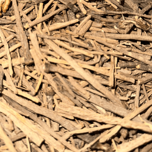 Takandicht (تقنديشت) – Racine de Pyrèthre d’Afrique Naturelle - nilabeautys.com