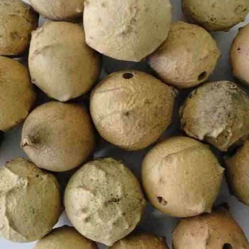 Takaout Tamarix aphylla 50g 100g 200g
