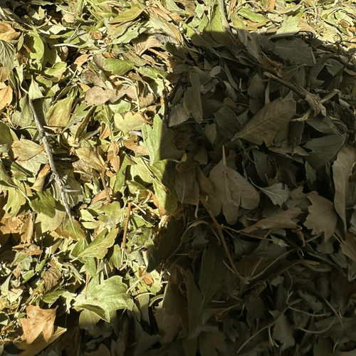 Tisane Aubépine Bio Zaarour 50g / 100g / 200g – Feuilles Naturelles Maroc - nilabeautys.com