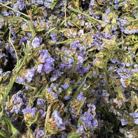 Tisane El Handabae – Chicorée Séchée Naturelle - nilabeautys.com