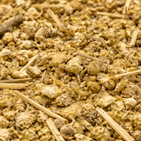 Tribulus Terrestris (El Hasska) – Fruits Séchés en Vrac | 50g / 100g / 200g - nilabeautys.com