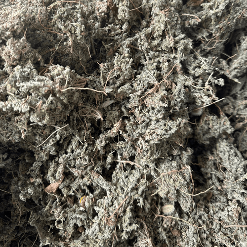 Turquette Herniaria Herrast El Hjar 50g / 100g / 200g – Plante Naturelle - nilabeautys.com