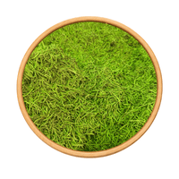 Yazir Romarin Beldi Marocain 50g / 100g / 200g – Plante Naturelle - nilabeautys.com